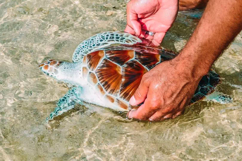 Экскурсия в Као Лак и купание со слоном с Пхукета вид 12