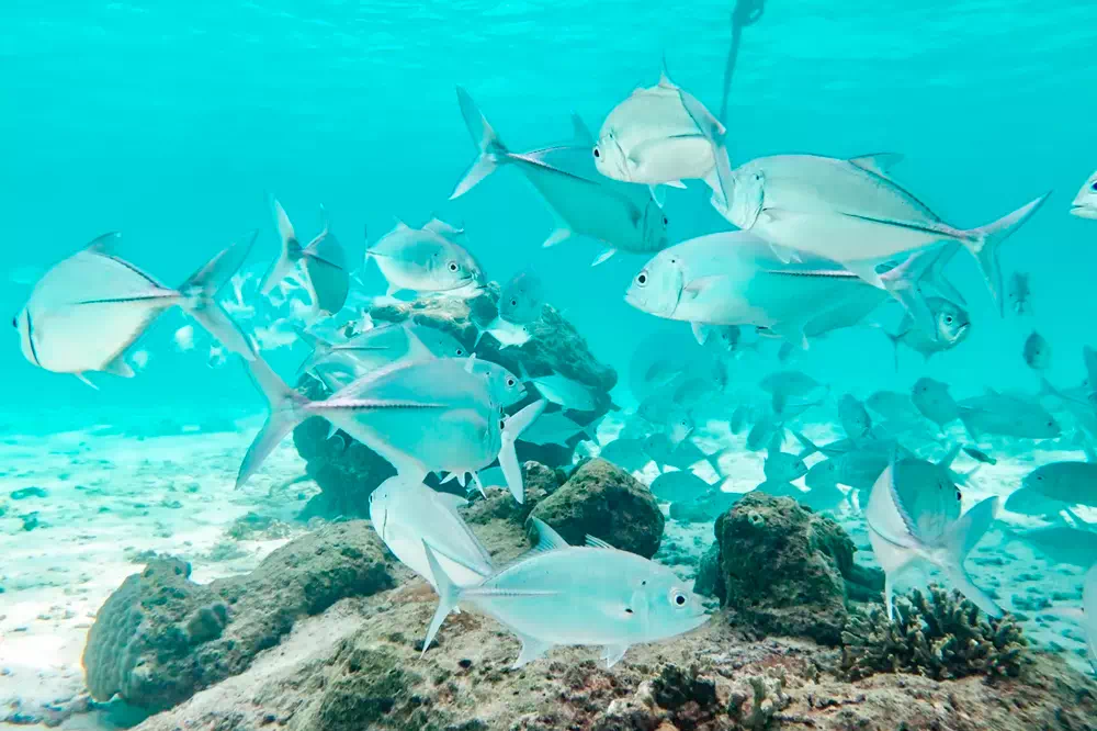 Экскурсия на Симиланские острова с Пхукета вид 5