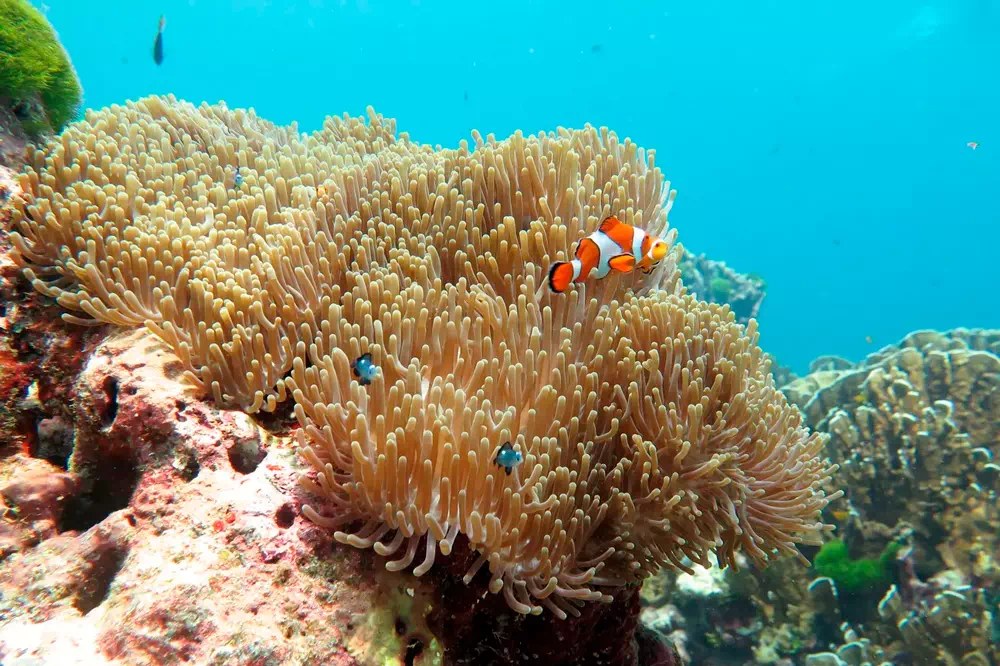 Экскурсия на Симиланские острова с Пхукета вид 12