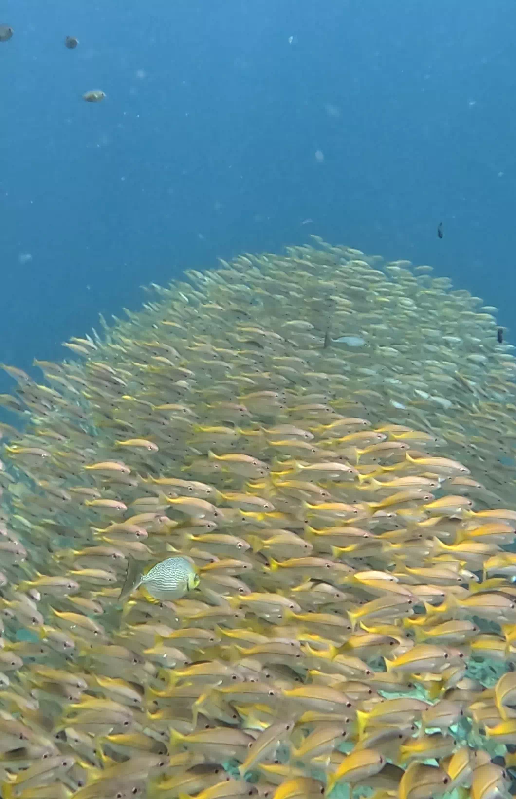 Дайвинг на Пхукете