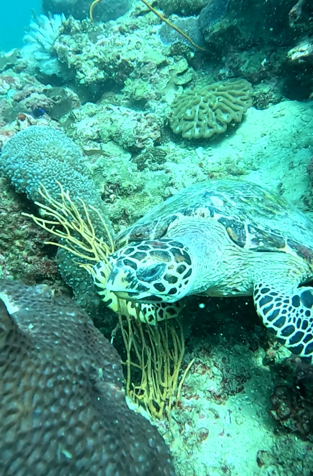 Дайвинг на Пхукете