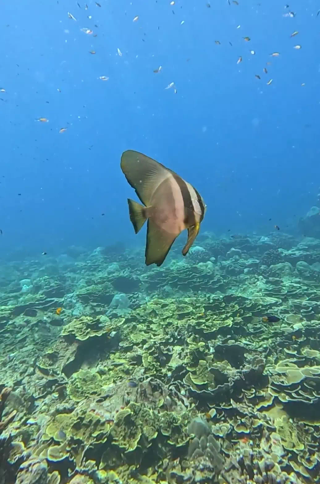Дайвинг на Пхукете