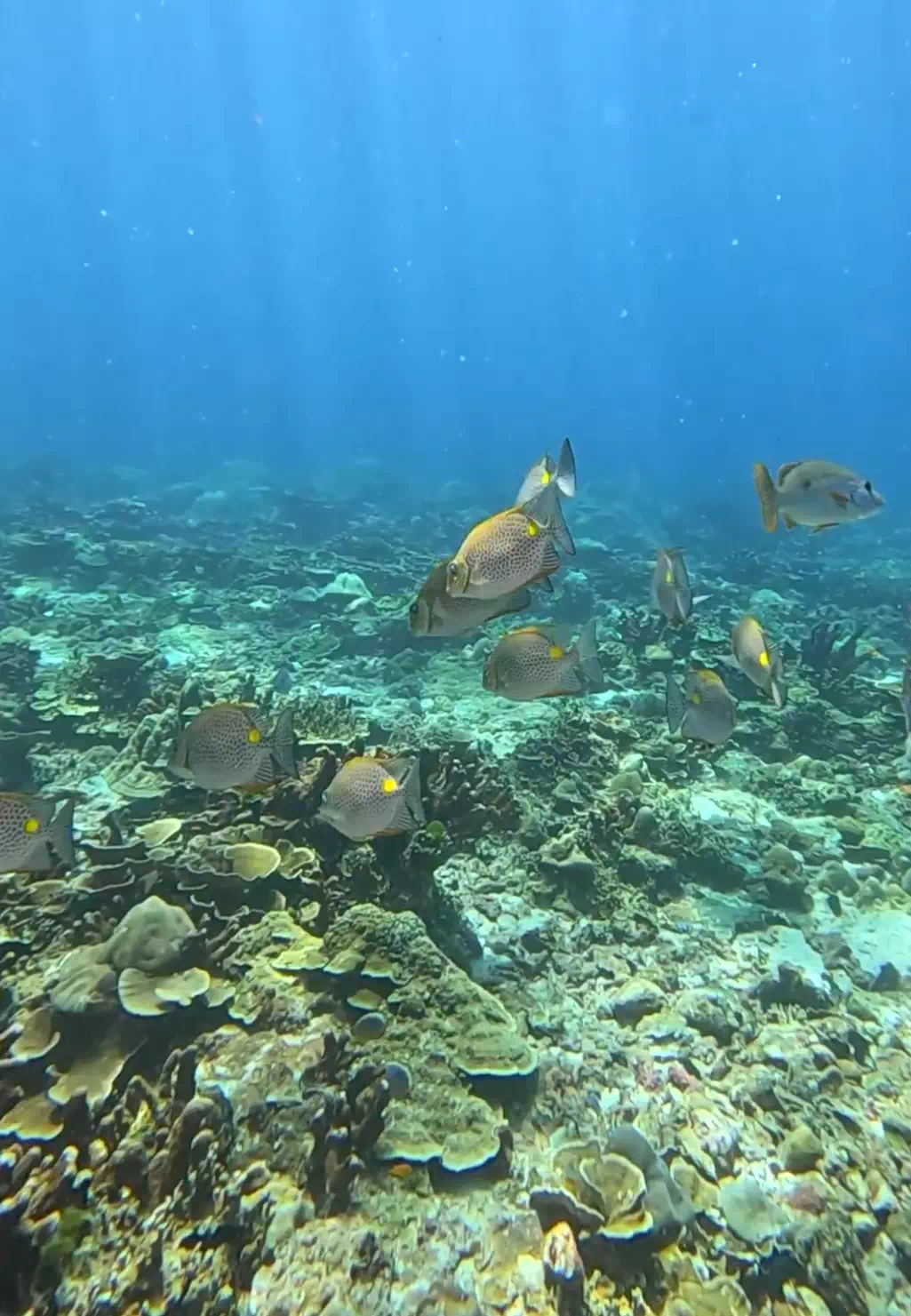 Дайвинг на Пхукете