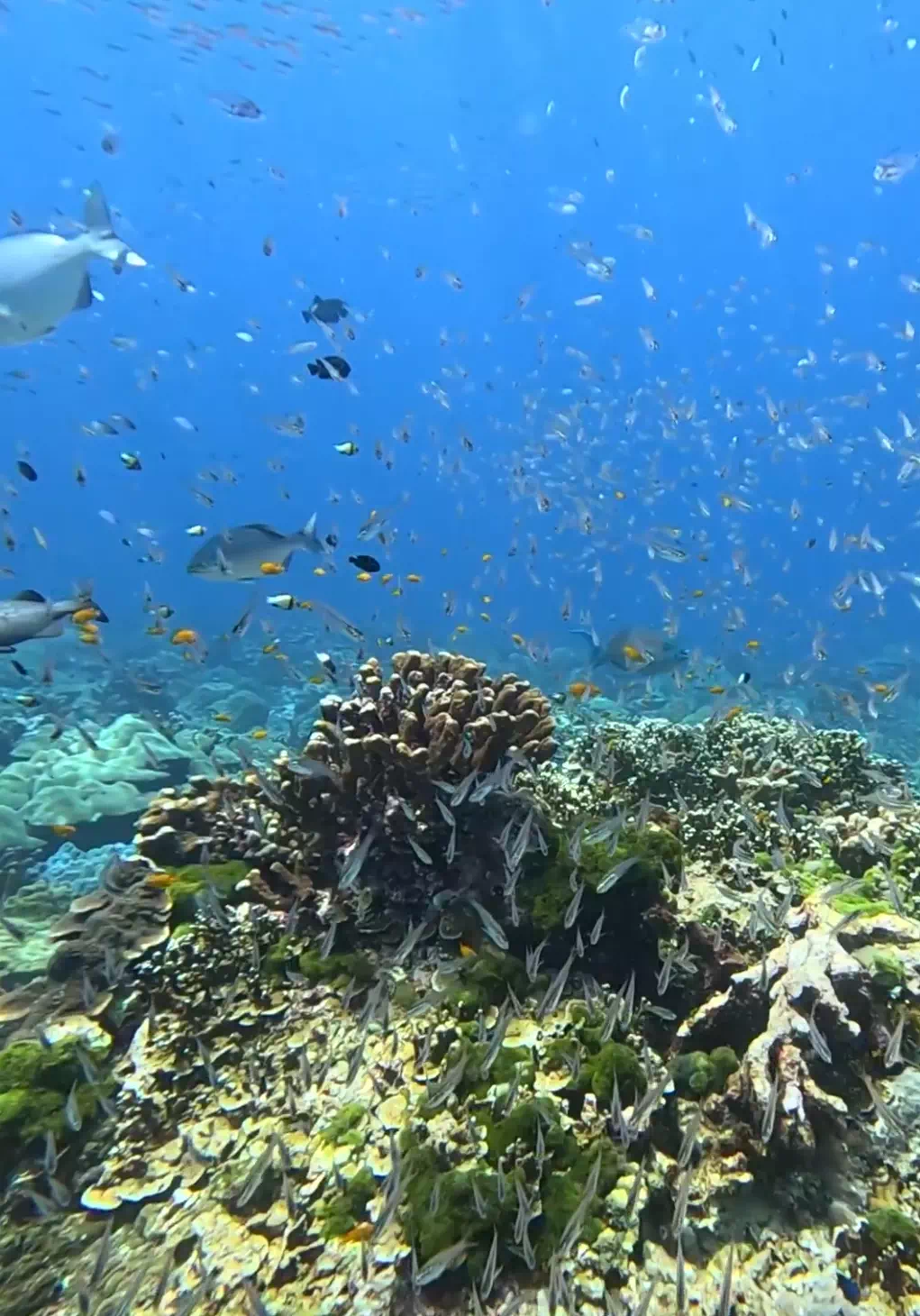 Дайвинг на Пхукете