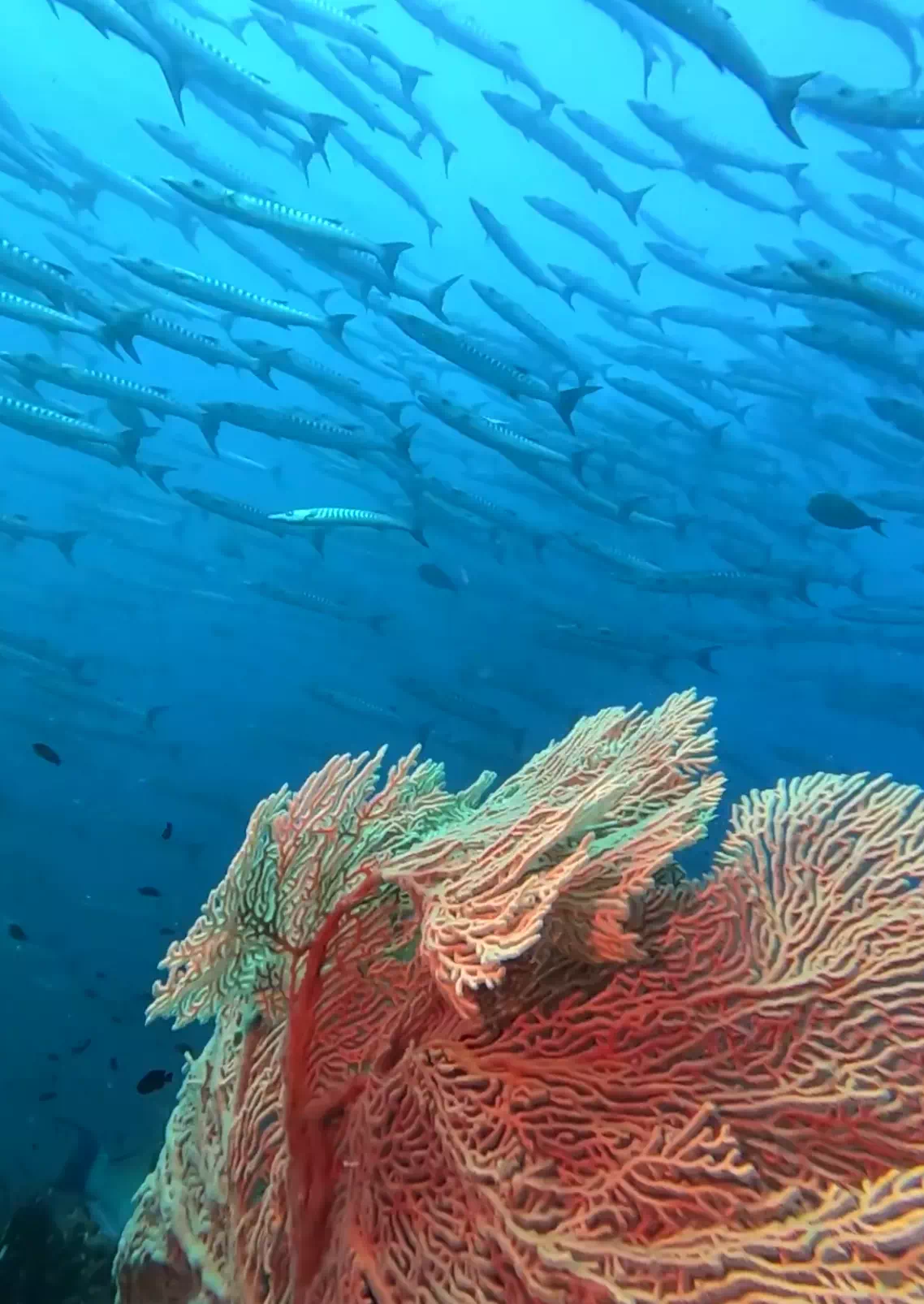 Дайвинг на Пхукете