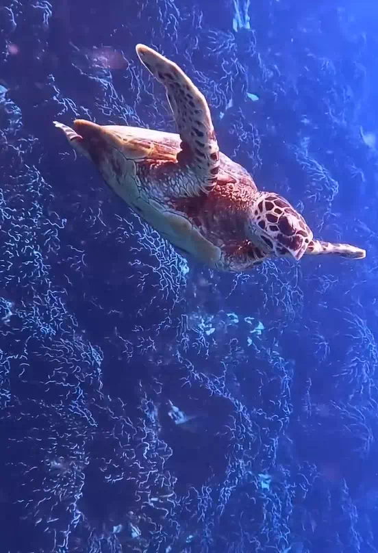 Симиланские острова пляжи и море фото 3